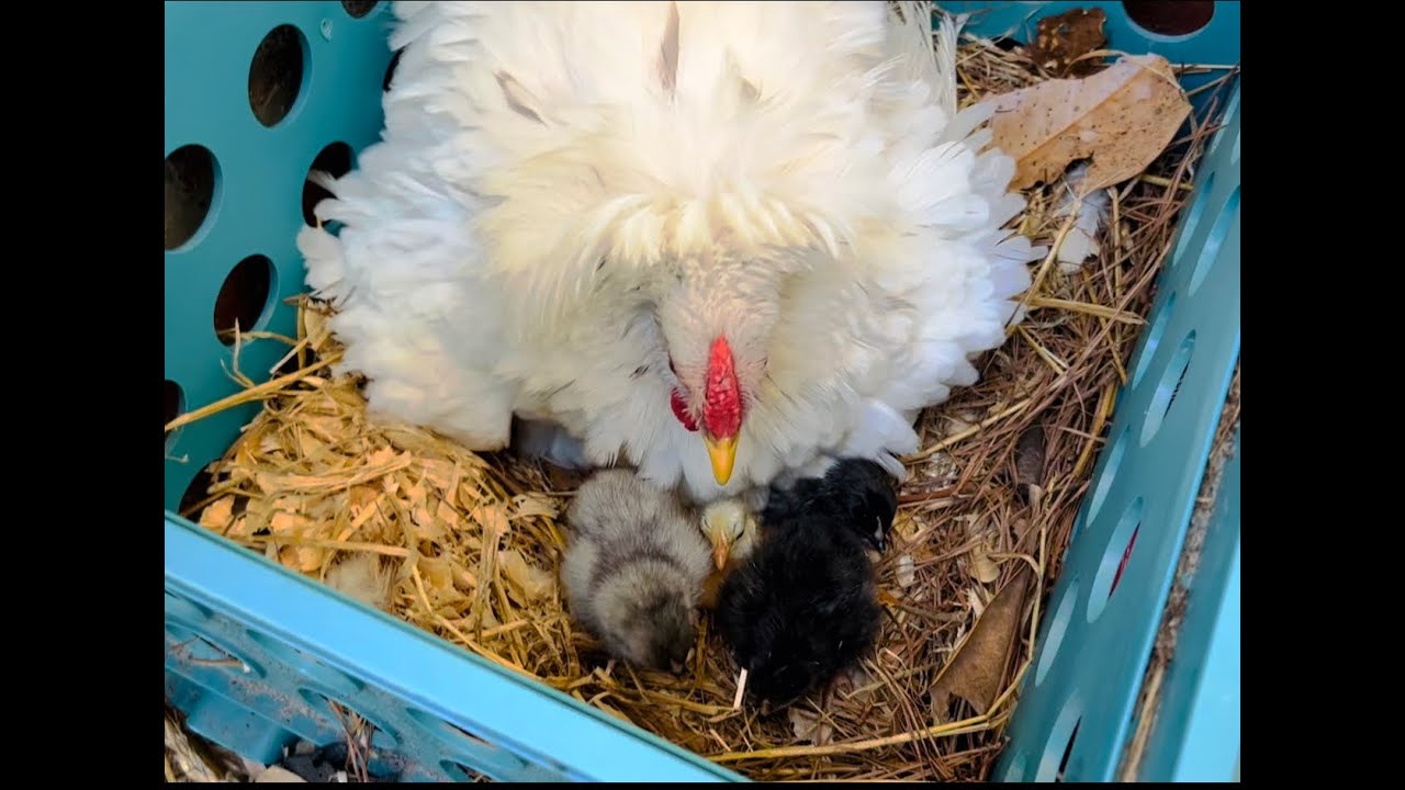 Nacieron todos los pollitos de la gallina Frizzle 😀😁🐣🐥.