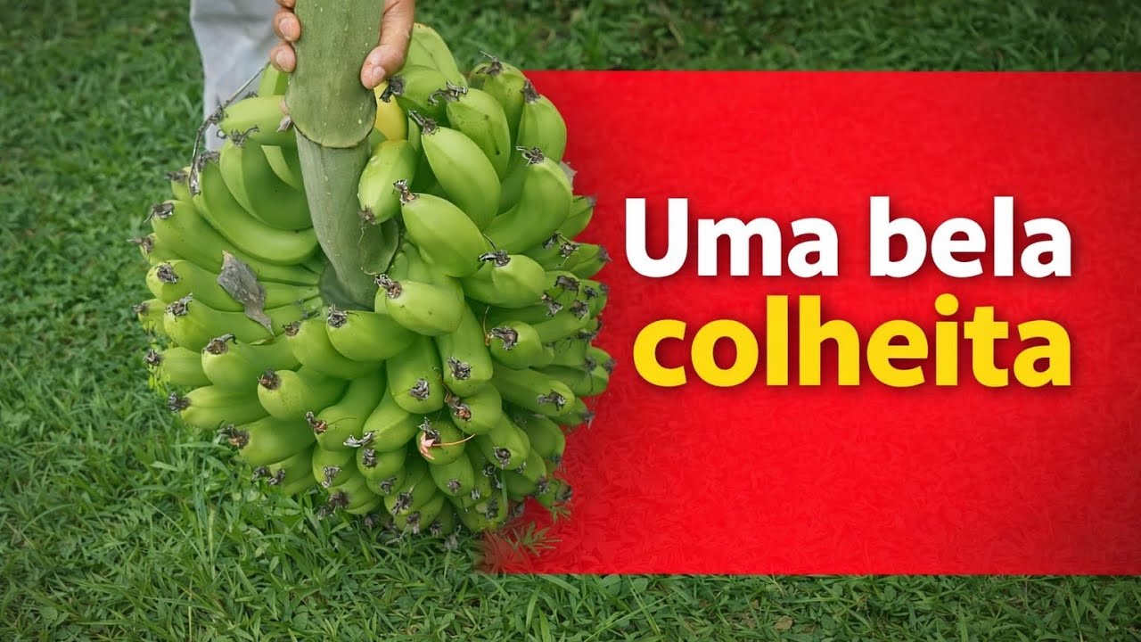 Bora com a gente pra mais um dia de colheita e cuidado na nossa pequena roça 🤠🍌🍌🦮🦮