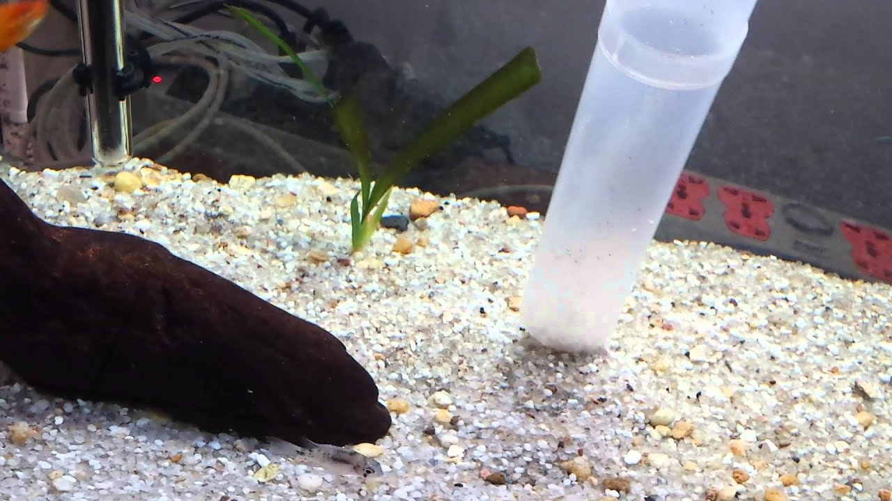 Limpeza de aquário com Sifonador   (compartilhe)