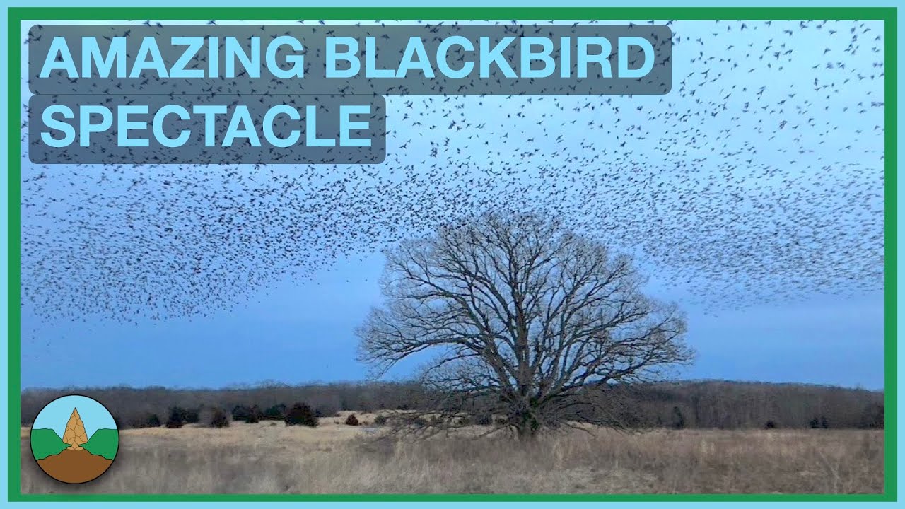 Massive blackbird flocks gather at winter roost site: incredible display and fascinating context