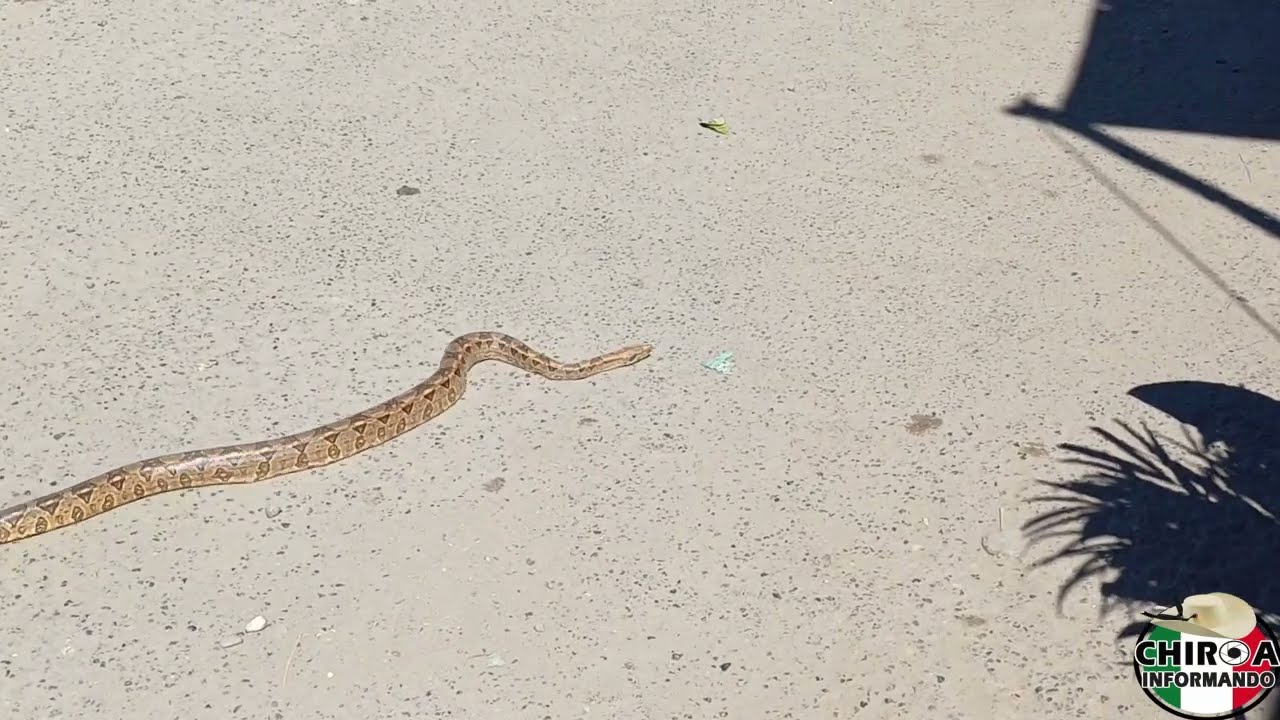 NOS ENCONTRAMOS UNA VIBORA EN PLENA AVENIDA DE CD ALTAMIRANO GUERRERO