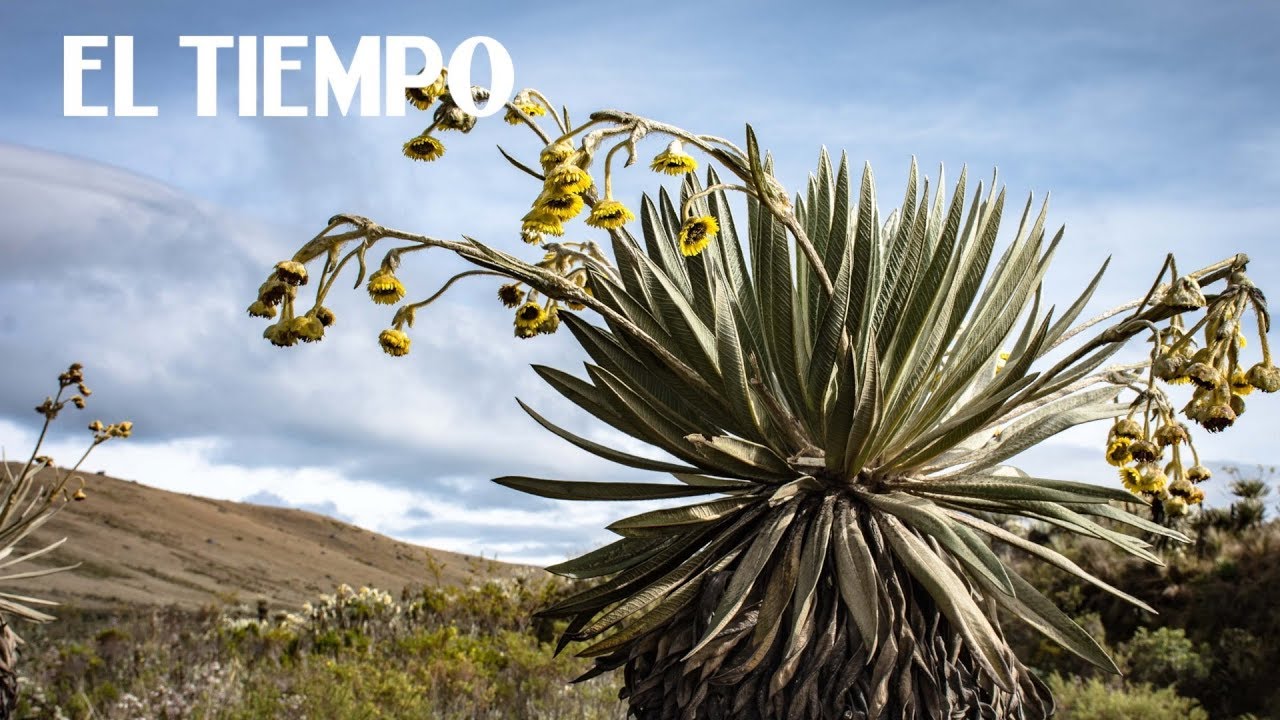 Soldados del batall&oacute;n de alta monta&ntilde;a recuperan los p&aacute;ramos del pa&iacute;s | EL TIEMPO