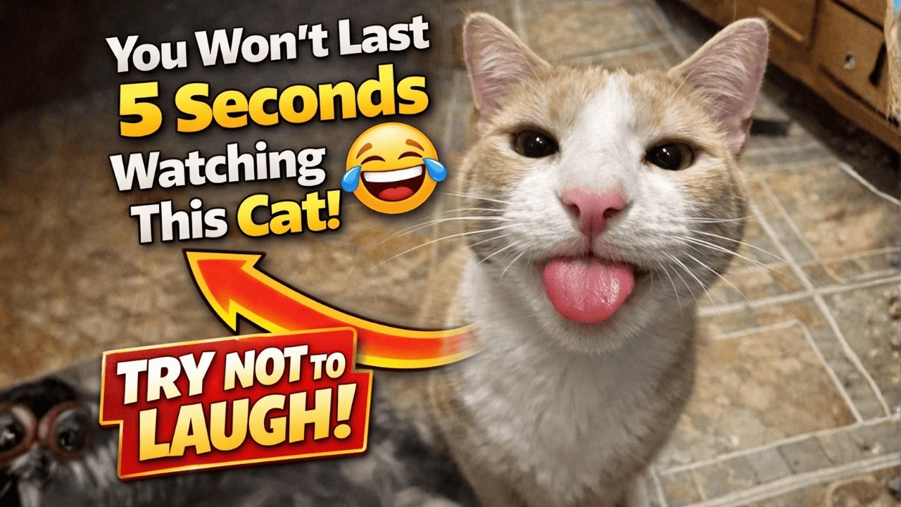 This Cat Just Made My Day 😂