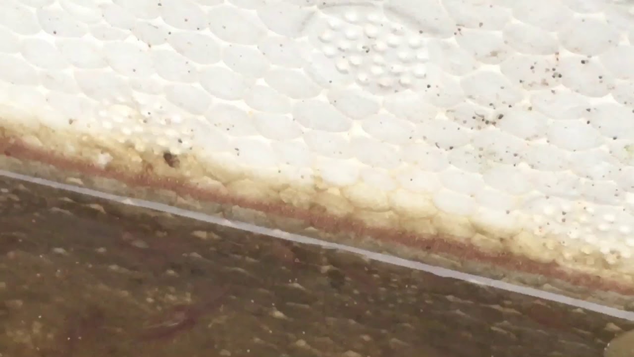 harvest artemia cysts