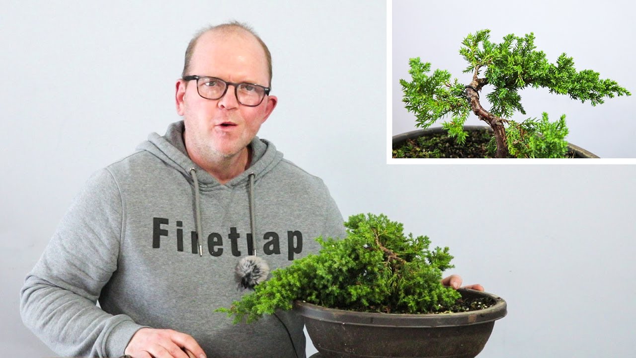 Developing a procumbens nana juniper from nursery stock