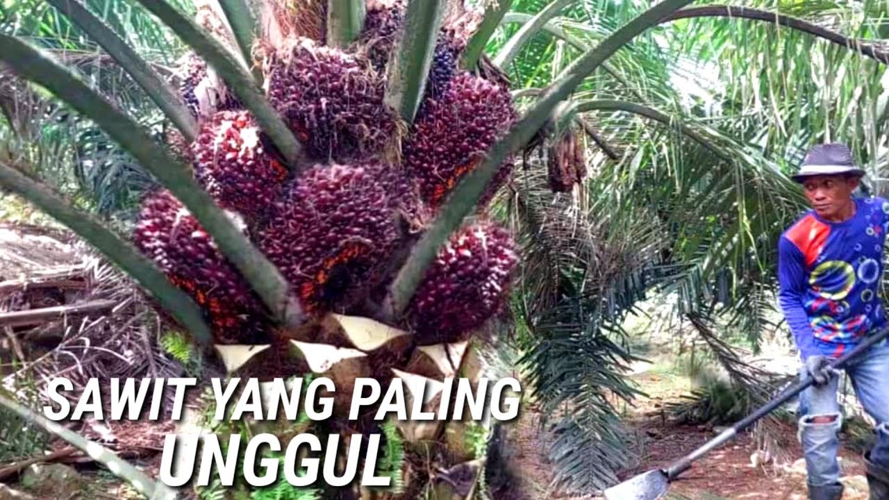 sawit yang paling unggul panen sawit jadi seneng jenis sawit yang di sukai petani sawit mengutungkan