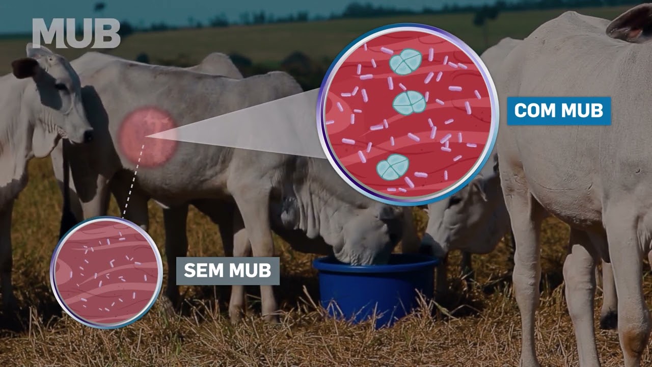 MUB, benefícios que vão além da nutrição!
