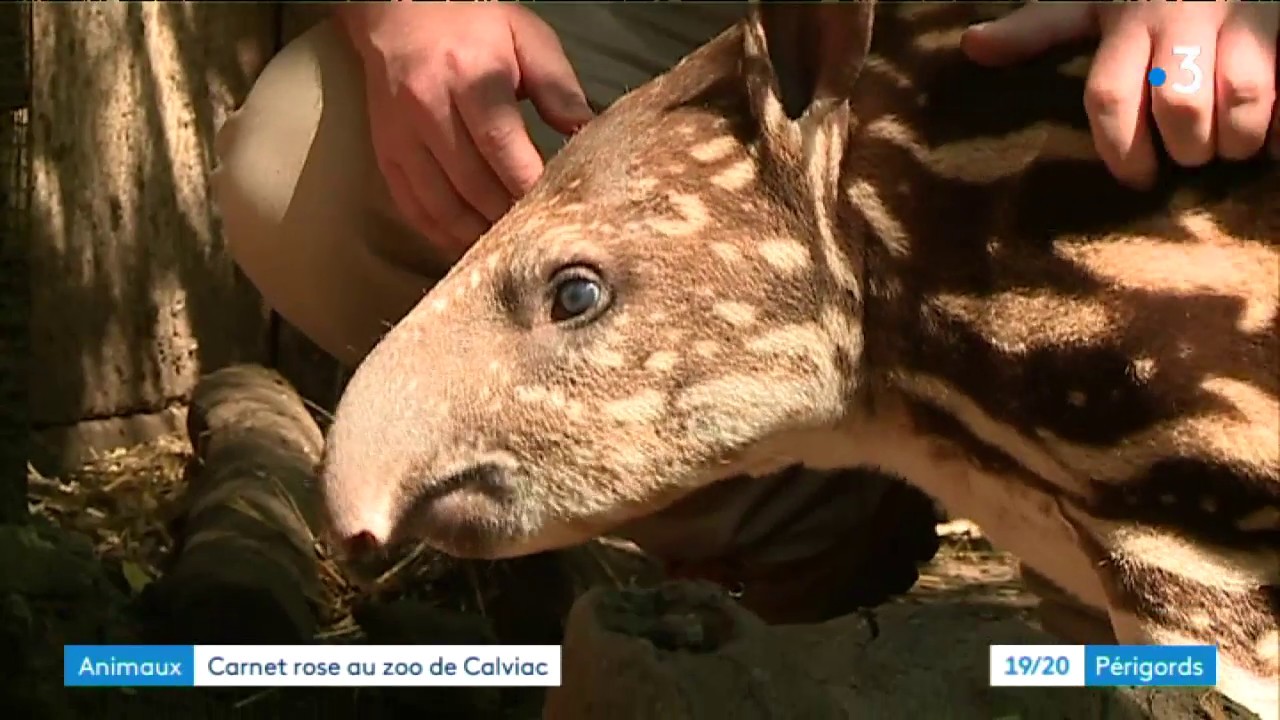 César, bébé tapir à Calviac