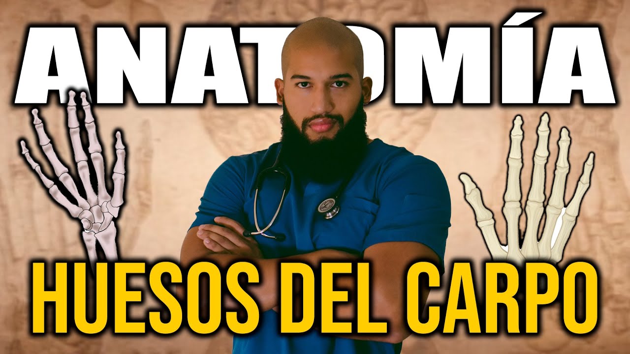 ANATOMÍA - HUESOS DEL CARPO (Escafoides, Semilunar, Piramidal, Pisiforme, Trapecio, Trapezoide etc)