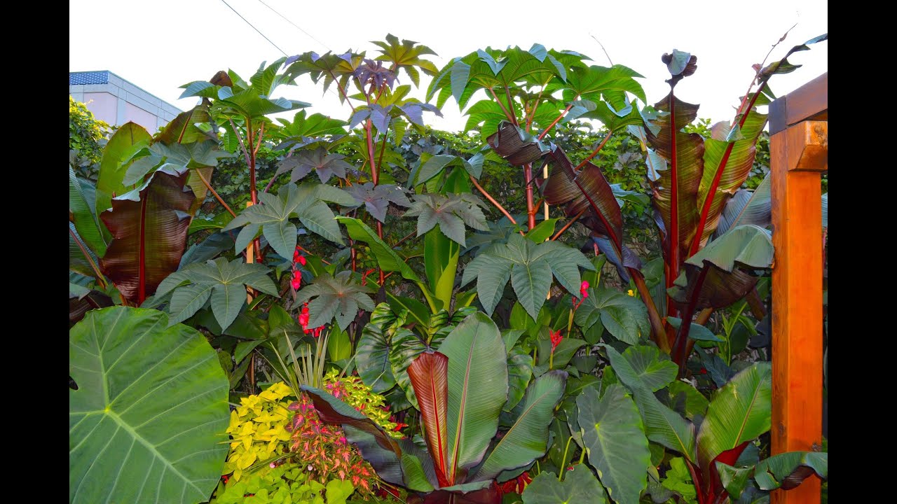 Ricins - une plante exotique à souhait !!!