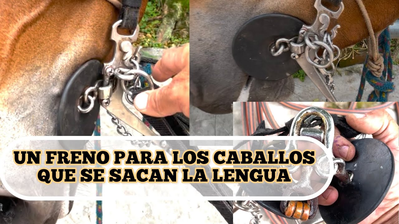 UN FRENO PARA LOS CABALLOS QUE SE SACAN LA LENGUA