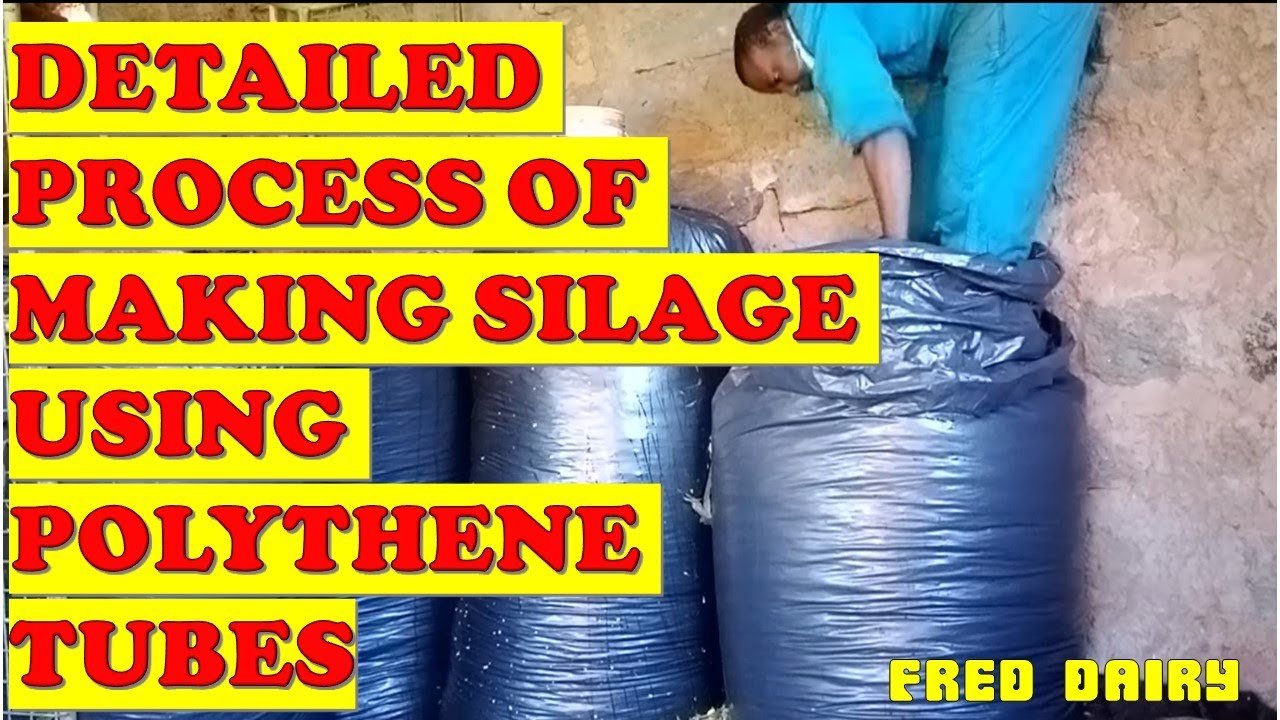 DETAILED PROCESS OF MAKING TUBE SILAGE.All you need to know about silage