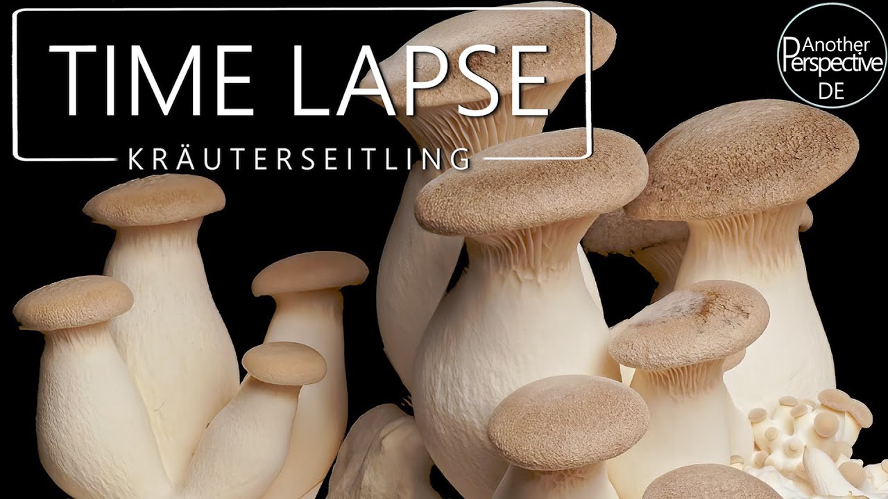 Kräuterseitling - Pilze zu Hause züchten (10 Tage Time Lapse Fotografie)