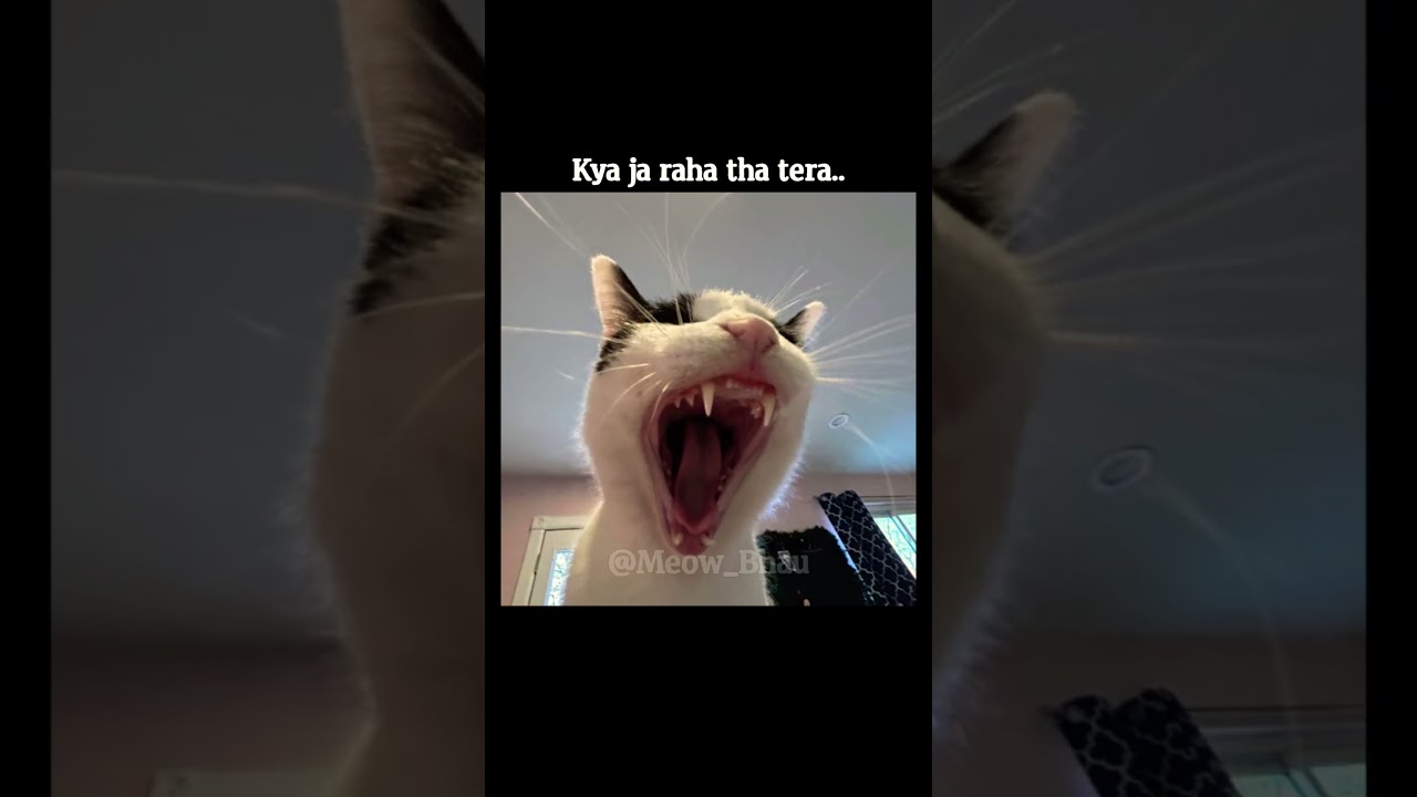 Mayank lohar Mumbai local train case 😳😳 #meow_bhau #memes