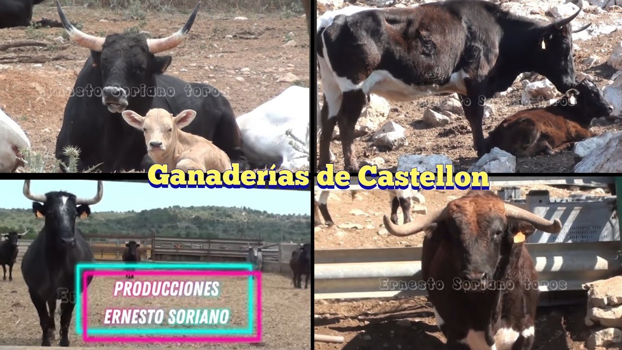 Ganaderías de Castellón - Miguel parejo - Hnos. Infantes - Germán Vidal ( Finca Cerriles)
