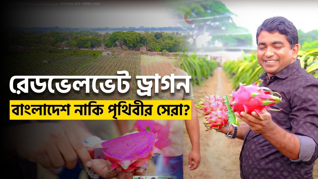 রেডভেলভেট ড্রাগন( Red-velvet Dragon)- বাংলাদেশ নাকি পৃথিবীর সেরা?