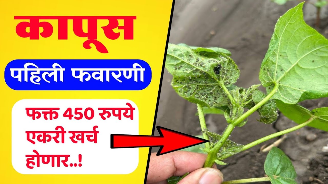 कापूस पहिली फवारणी कोणती करावी / Kapus pahili favarani konti karavi
