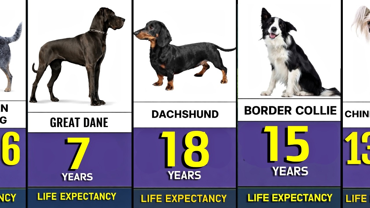 Life Expectancy of Different Dog Breeds | Dog Lifespan by Breed 🐕