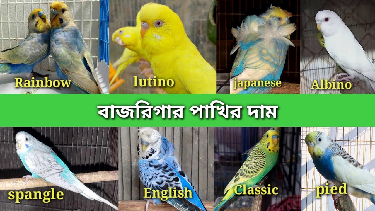 বাজরিগার পাখির দাম ২০২৫ | পাখি পালন পদ্ধতি | Budgerigar bird price in Bangladesh and India 2025