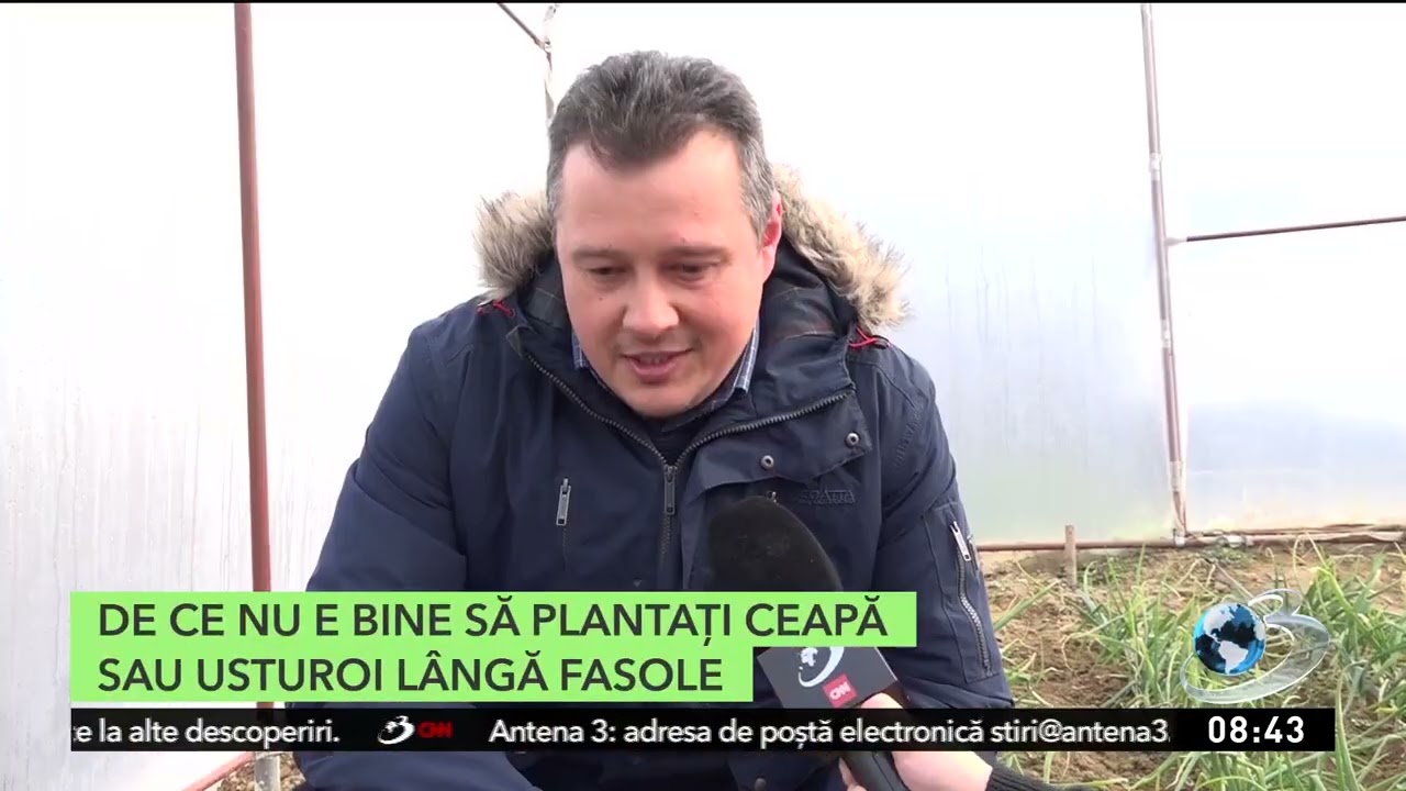 De ce nu e bine să plantaţi ceapă sau usturoi lângă fasole