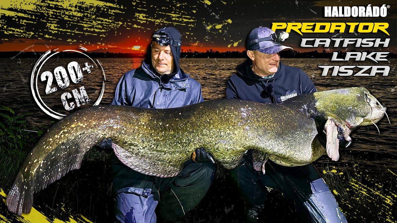 Döme Gábor - LEGENDÁS HARCSÁS VIZEKEN 4. rész - Kagylós harcsázás a Tisza-tavon