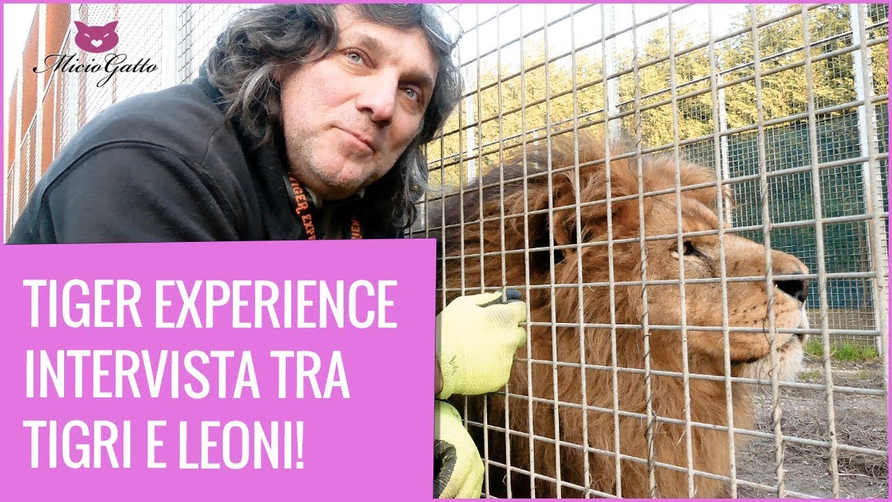 🐯 TIGER EXPERIENCE 🐯 Il parco dei grandi felini! Intervista a Gianni Mattiolo