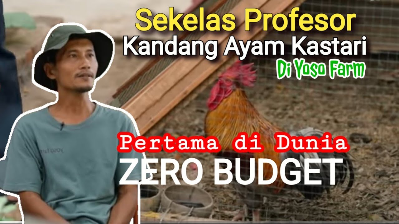 Sekelas Profesor || Rahasia Kandang Ayam Kastari di Yoso Farm Trucuk Klaten Pertama dan Zero Budget