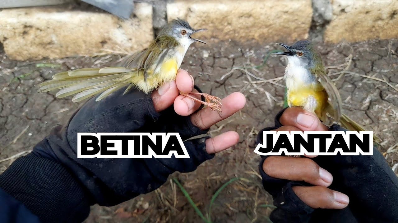 Cara Membedakan Prenjak Tebu/Ciblek Tebu JANTAN dan BETINA