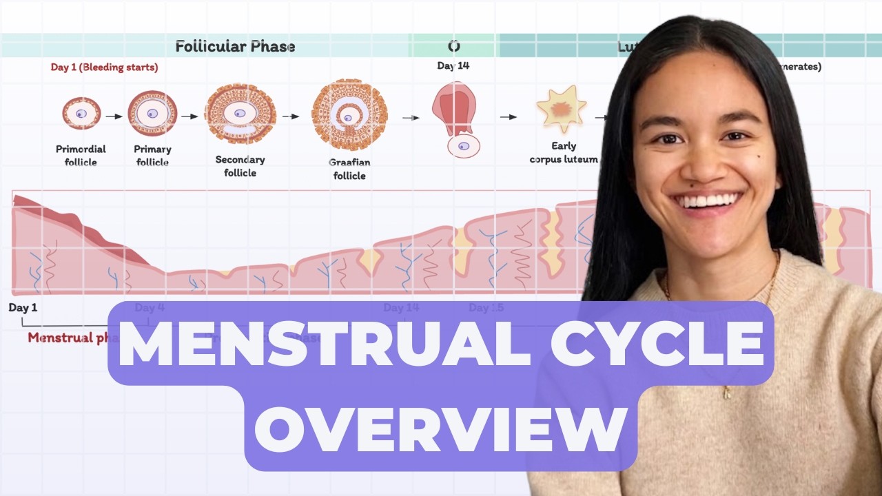 Ovulation & Menstrual Cycle Overview | Female Reproductive Cycle