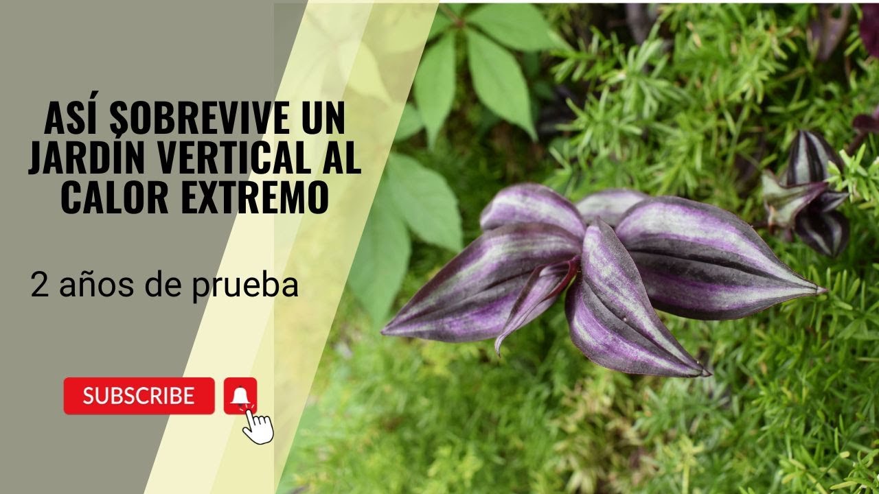 Plantas resistentes para jardines verticales de exterior