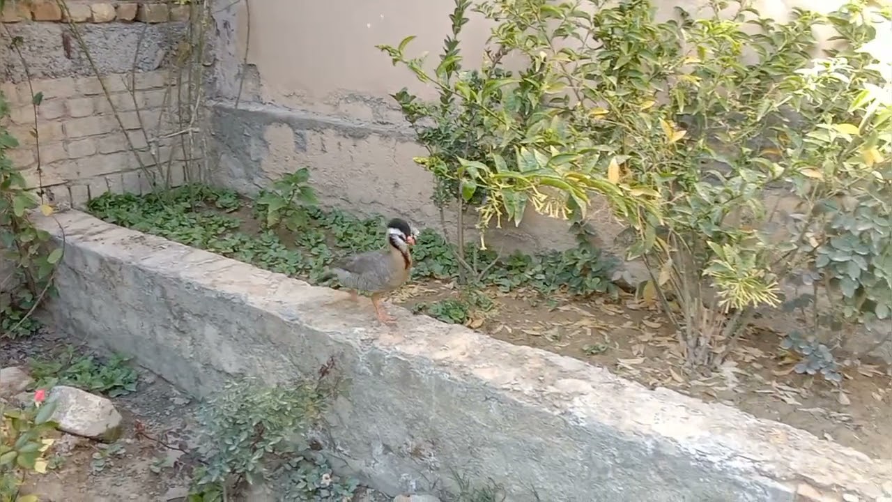 Arabian partridge beautiful bird