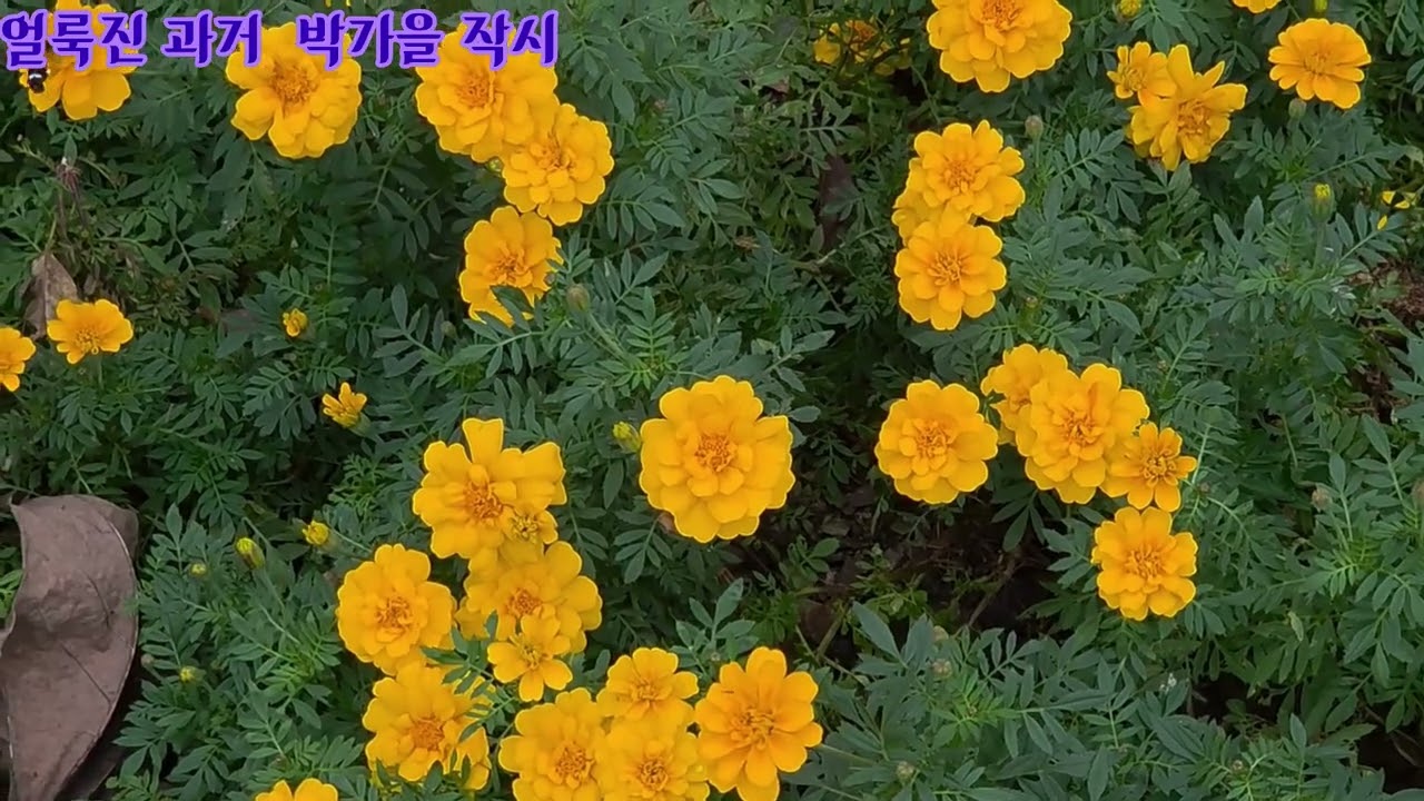 가요무대 
