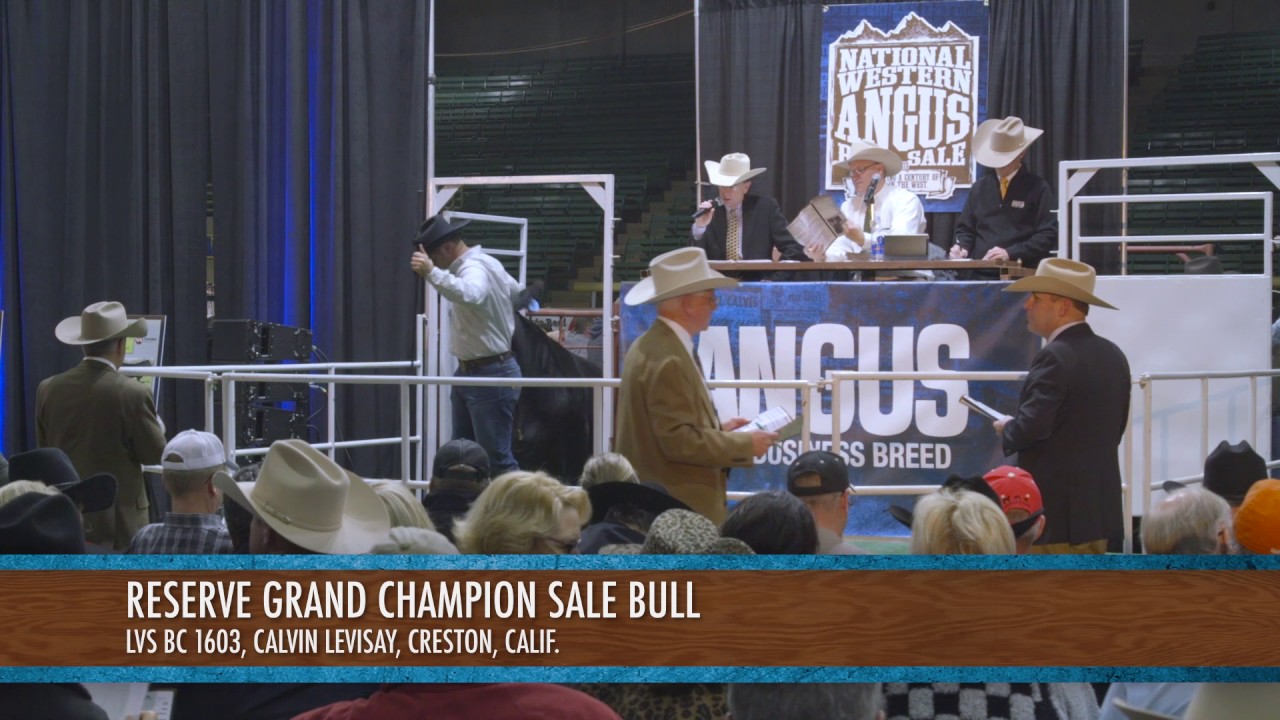 NWSS 2017: Angus Bull Sale Champions