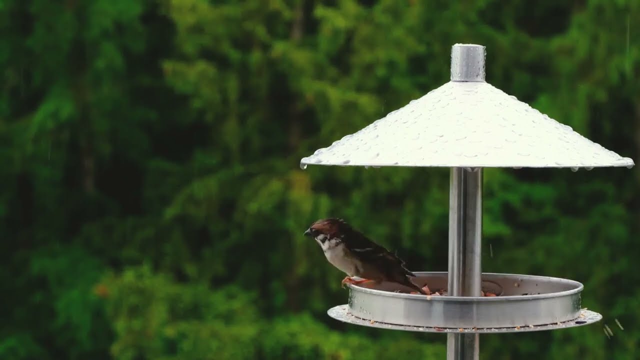 4k Rain In  Forest With BIRDS Singing | White Noise || Tinnitus or Sleep | Nature Video.