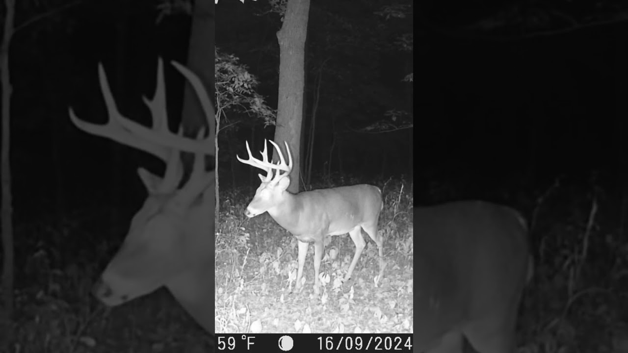 Cought on trail camera. #huntingcamera  #bowhunting