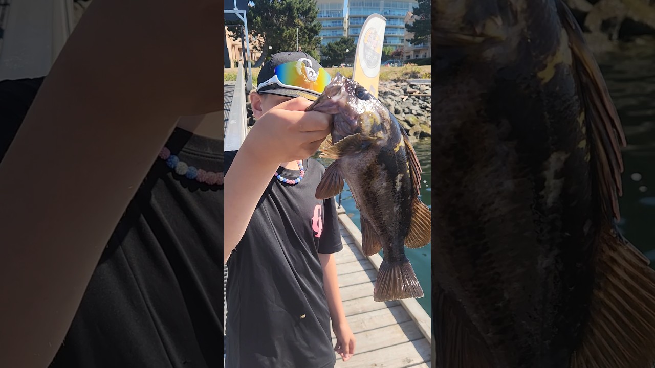 Big copper rockfish caught in Victoria, BC #fish #fishing #catchandrelease #water #rockfish