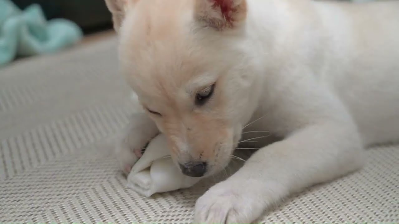 강아지한테 이것저것 먹여보기 (당귀, 방울토마토, 개껌)