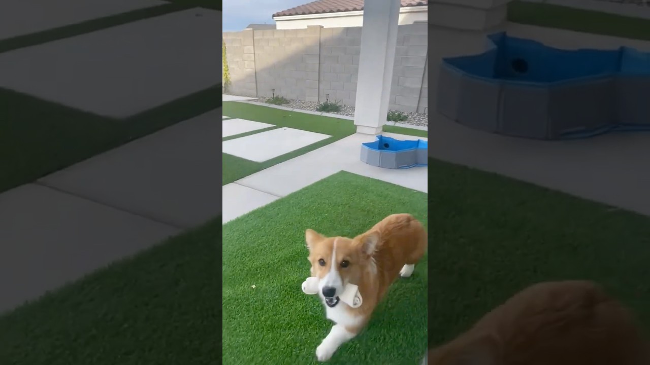 Corgi is up to TROUBLE! 😂#corgi #dogs #funny