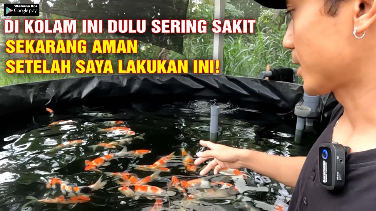 TERNYATA MUDAH PELIHARA KOI DI KOLAM GEOMEMBRANE
