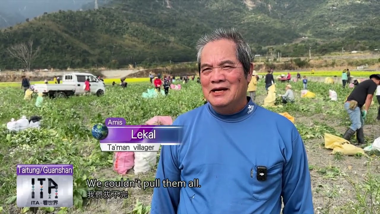 長濱農會拔蘿蔔1900英