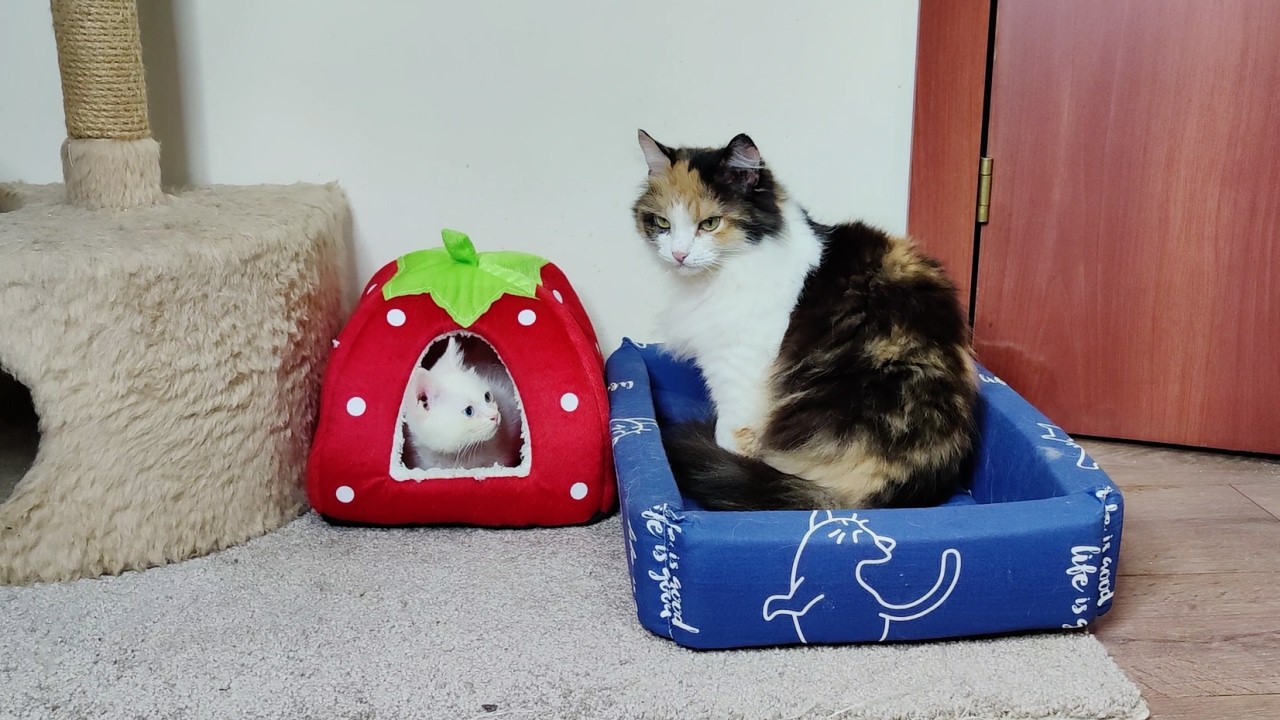 Кошка София учит котенка Дино умываться. Кошки и котята.