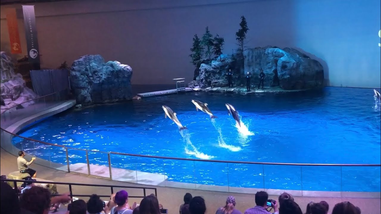 SHEDD AQUARIUM! part 2 spotan nyo ang DOLPHIN SHOW at ang BELUGA WHALES!!!😉
