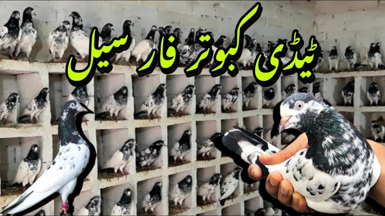 کبوتر فار سیل - Teddy Kabootar For Sale - 03014952132