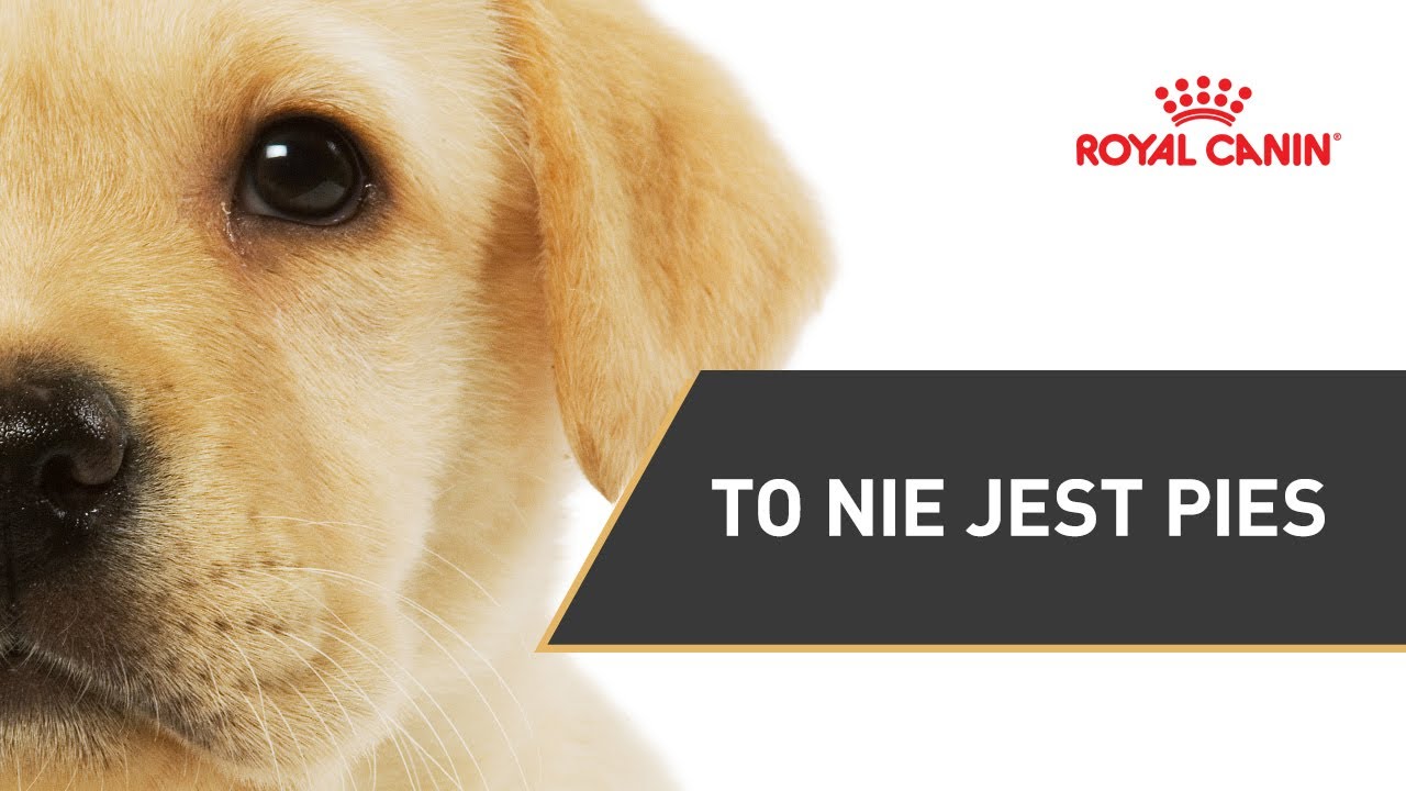 To nie jest pies || ROYAL CANIN