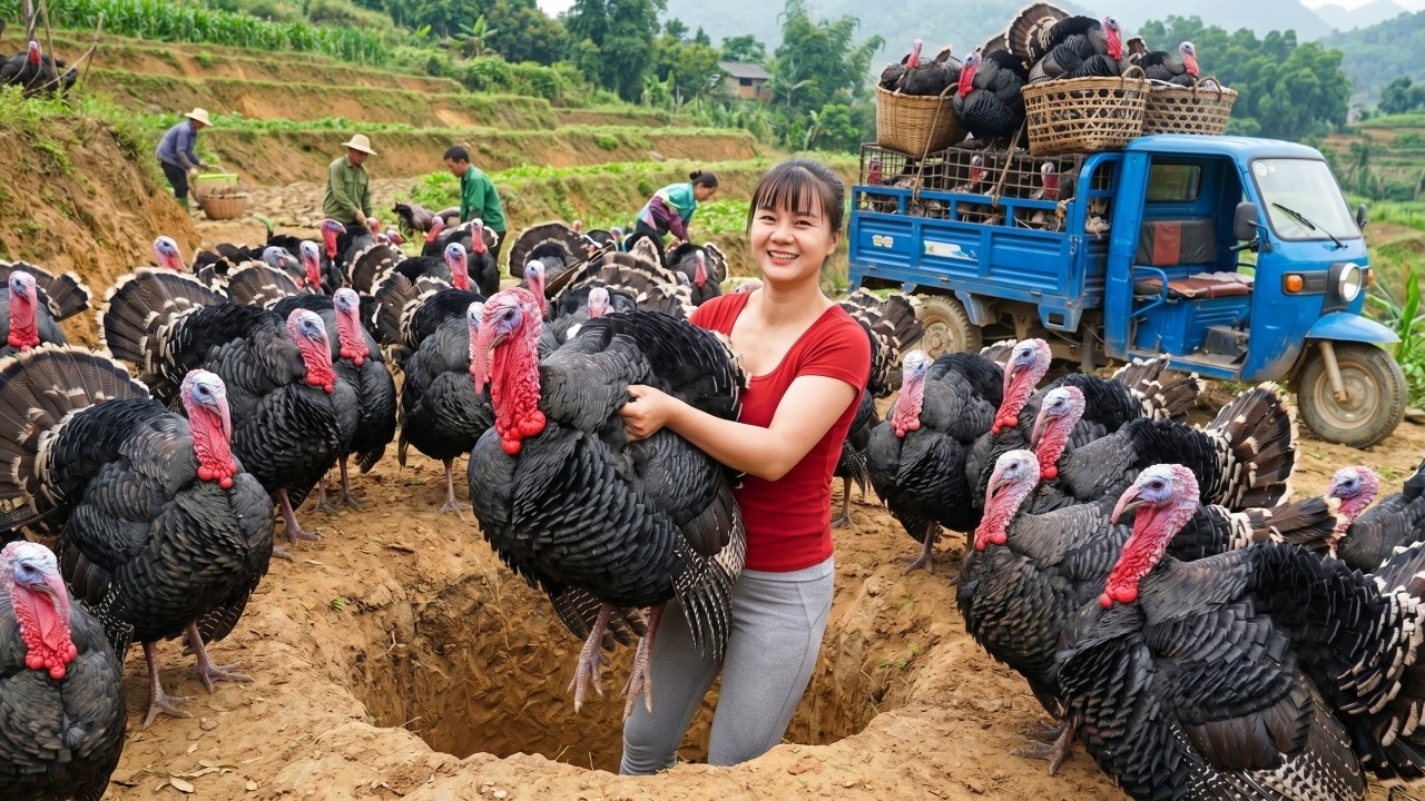 🔥 Cosechando Pavos Gigantes En La Granja | Cami&oacute;n De 3 Ruedas Repleto Rumbo Al Mercado Rural 🦃🚚