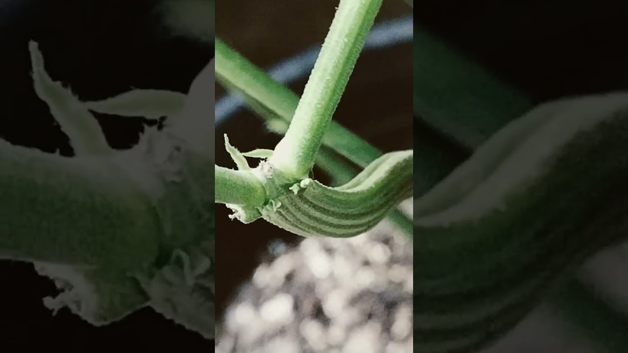 identifying a male cannabis plant