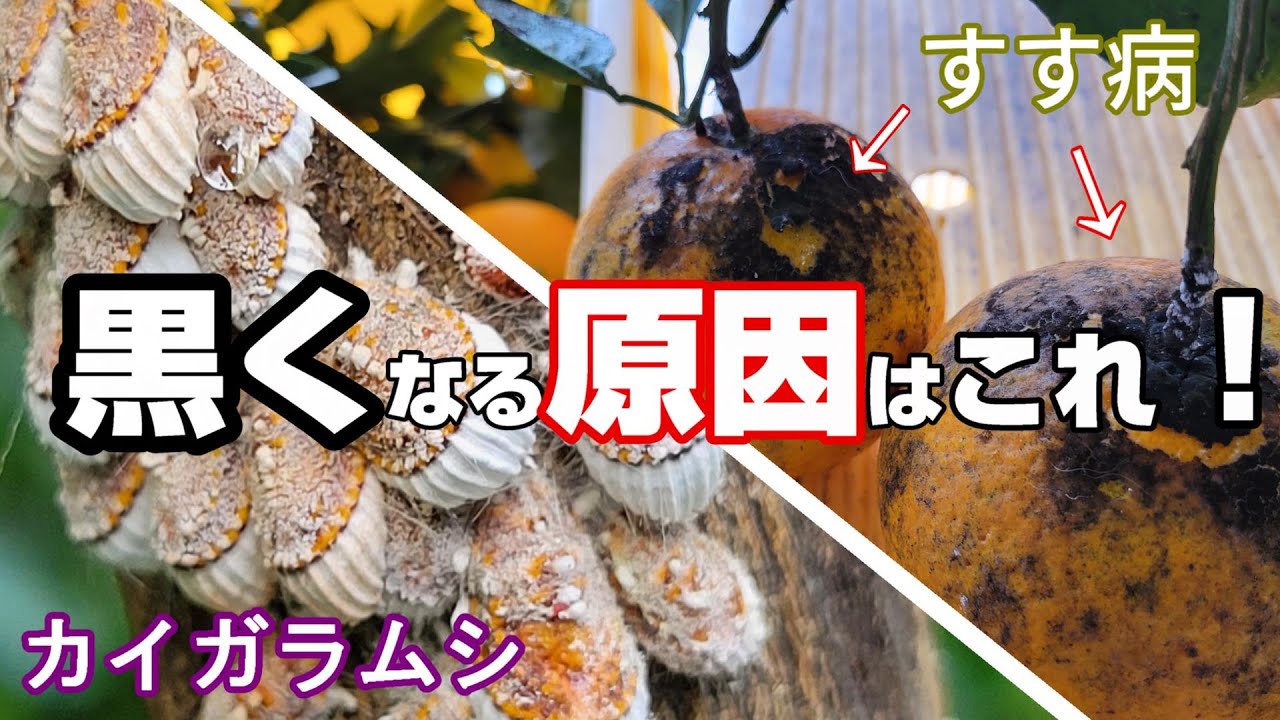 【6月上旬】みかんが黒くなる原因はカイガラムシ！駆除方法教えます／Makita噴霧器