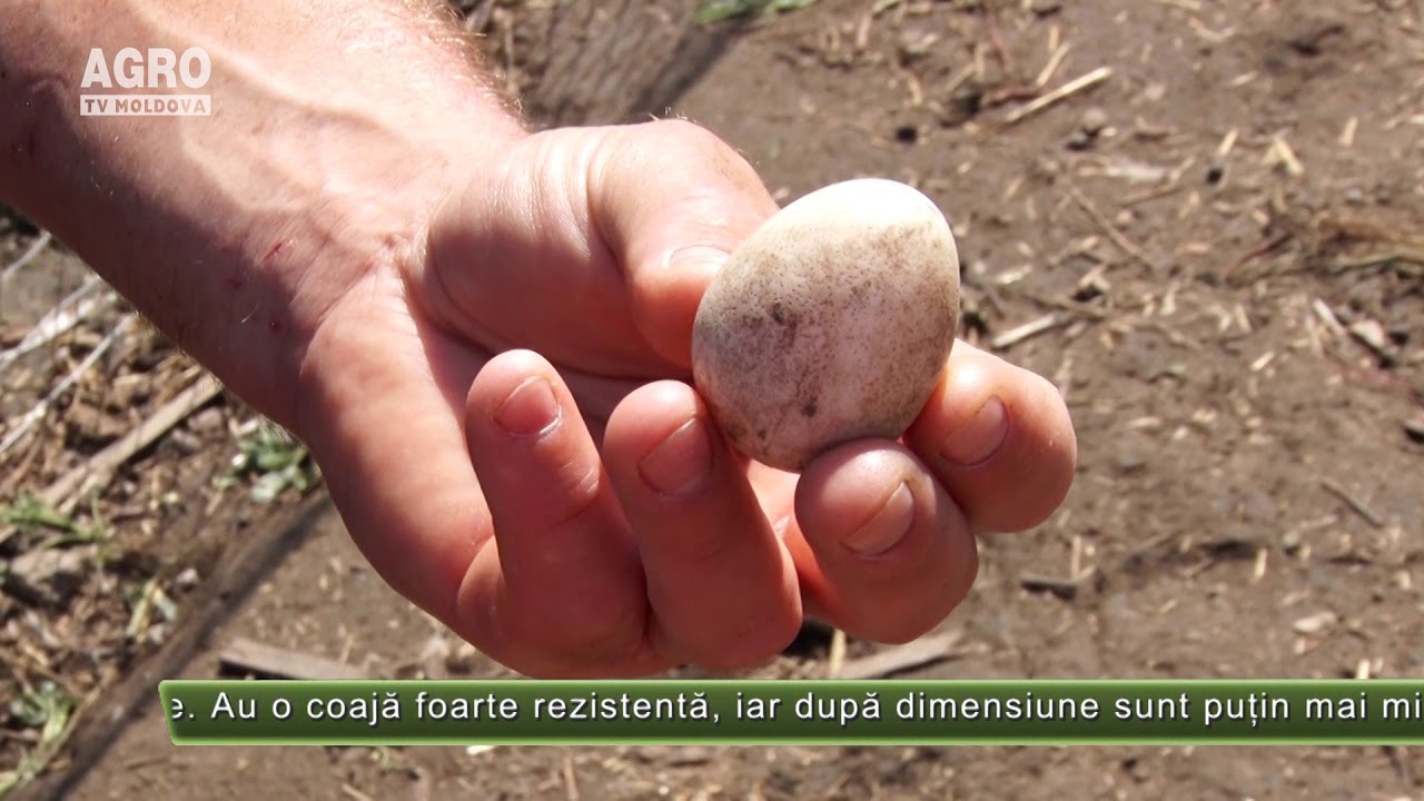 Creșterea bibilicilor – o afacere profitabilă – AGRO TV News