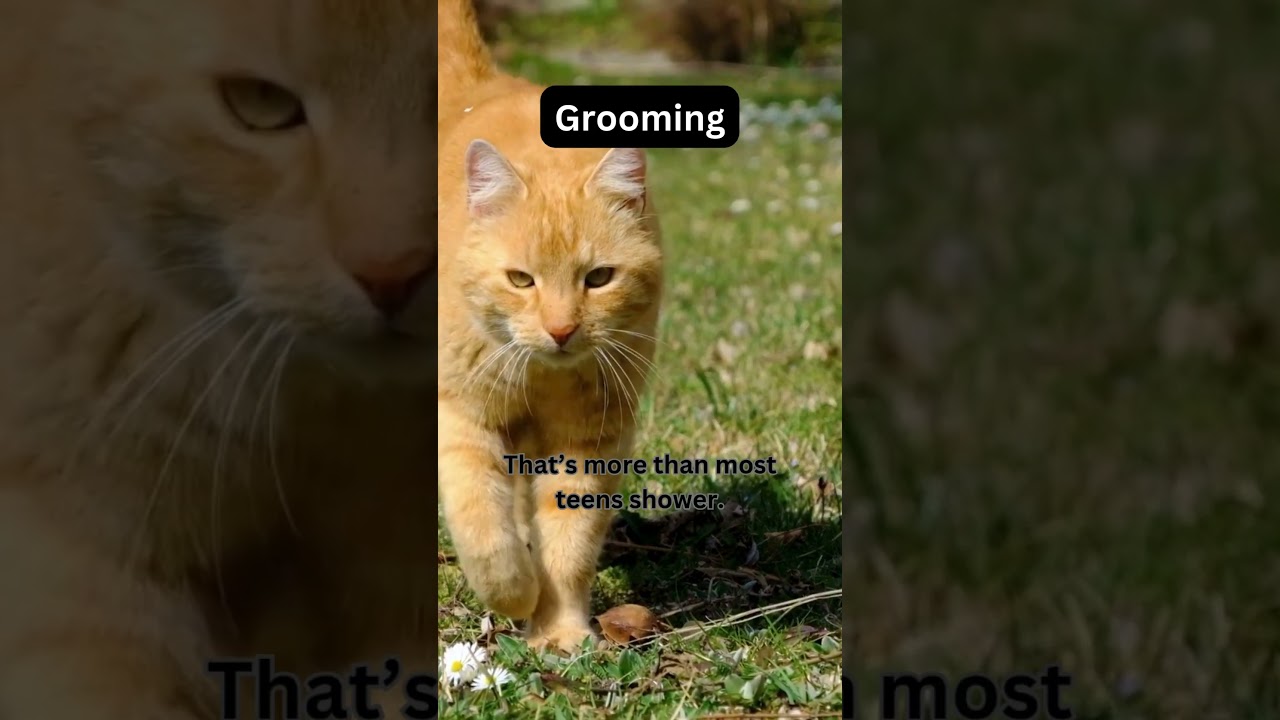 💅 Cats = The Real Self-Care Experts