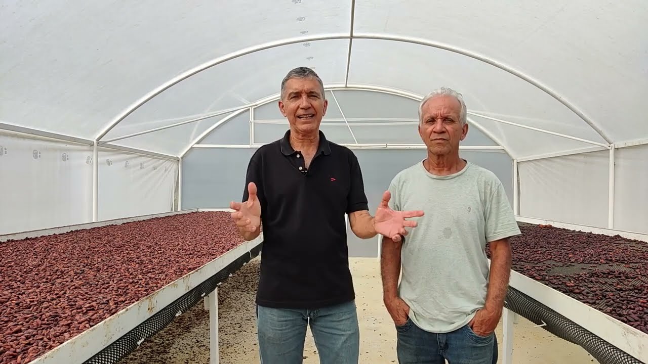 Pontos Positivos ao Secar Cacau na Estufa Solar